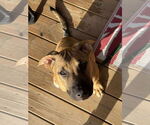 Small #2 Mastiff Mix