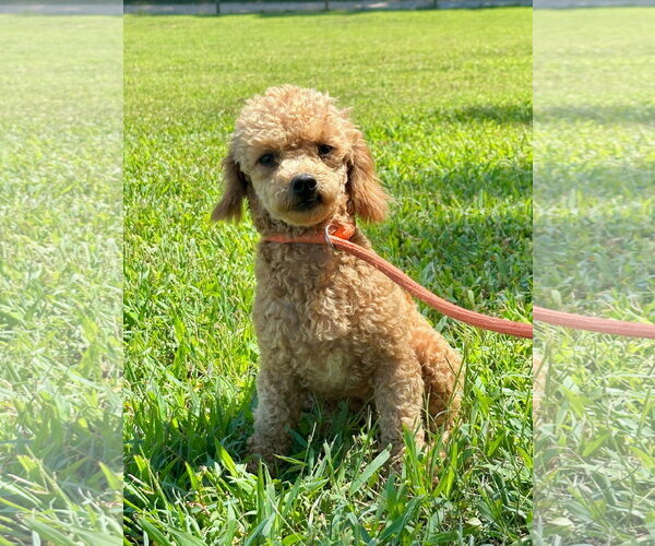Medium Photo #5 Poodle (Toy) Puppy For Sale in Pacolet, SC, USA