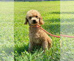 Small #4 Poodle (Toy)