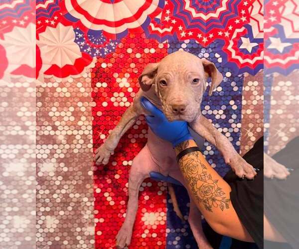 Medium Photo #13 Mutt Puppy For Sale in New York, NY, USA