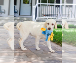 Small #3 Labrador Retriever