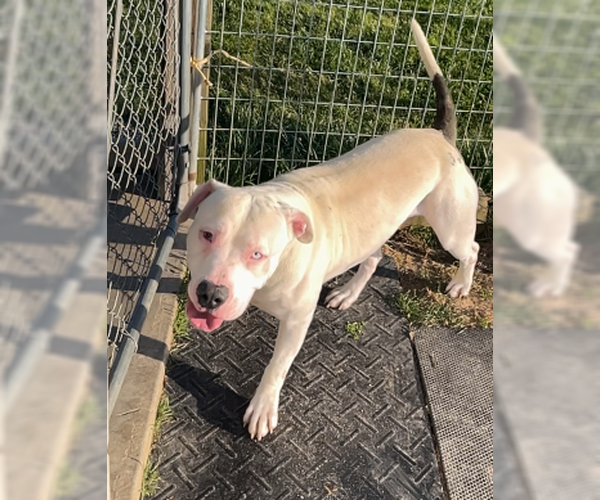 Medium Photo #8 American Bulldog-Unknown Mix Puppy For Sale in Sistersville, WV, USA