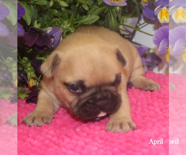 Medium Photo #4 French Bulldog Puppy For Sale in COLONIAL BCH, VA, USA
