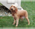 Small Photo #1 Goldendoodle (Miniature) Puppy For Sale in MILLERSBURG, OH, USA