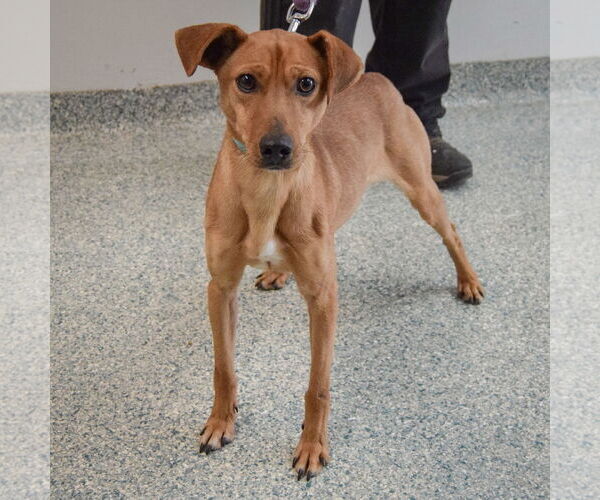 Medium Photo #3 Italian Greyhound-Unknown Mix Puppy For Sale in Huntley, IL, USA