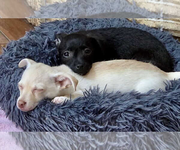 Medium Photo #4 Chihuahua-Unknown Mix Puppy For Sale in Mission Viejo, CA, USA