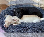 Small #3 Chihuahua Mix