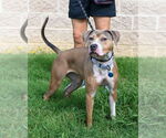 Small #2 American Pit Bull Terrier