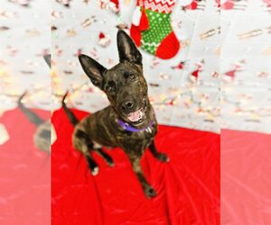 Dutch Shepherd -Unknown Mix Dogs for adoption in New Orleans, LA, USA