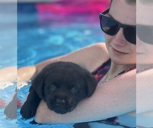 Labrador Retriever Puppy for sale in CONOVER, NC, USA