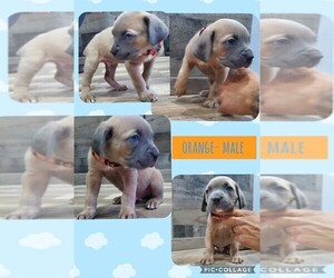 Cane Corso Puppy for sale in BETHEL, PA, USA