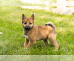 Small #7 Shiba Inu