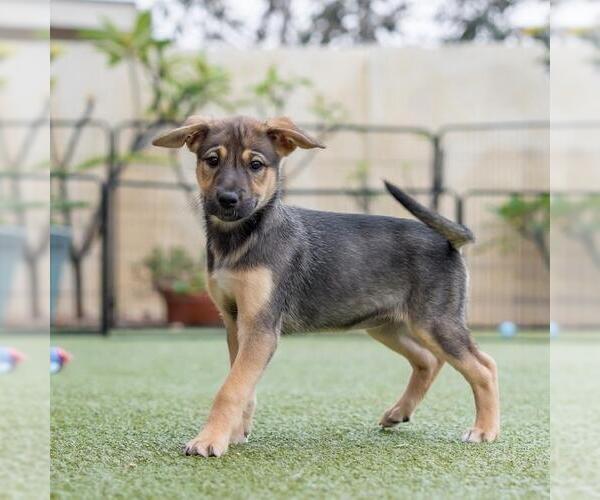 Medium Photo #5 Boxer-Unknown Mix Puppy For Sale in San Diego, CA, USA