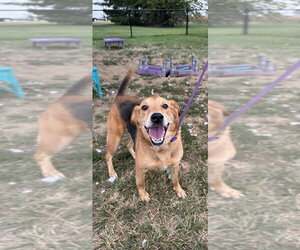 Mutt Dogs for adoption in Evansville, IN, USA