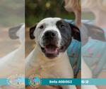 Small #1 American Bulldog Mix