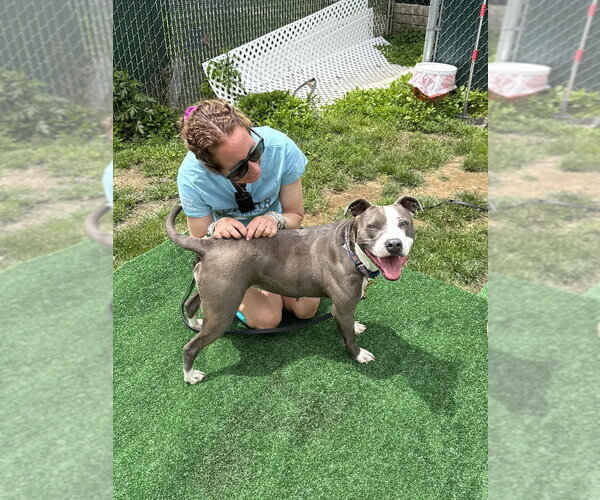 Medium Photo #48 American Pit Bull Terrier Puppy For Sale in Brewster, NY, USA
