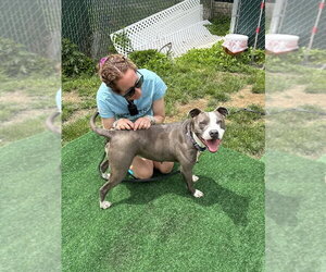 Angela - Female American Pit Bull Terrier Dog for Adoption - Photo #48