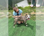 Small #47 American Pit Bull Terrier