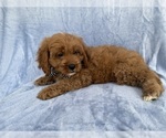 Small #3 Cavapoo (Standard)