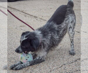 Gloria - Female Border-Aussie Dog for Adoption - Photo #5