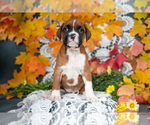 Puppy Barbie Boxer