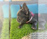 Small Photo #4 French Bulldog Puppy For Sale in CHULA VISTA, CA, USA