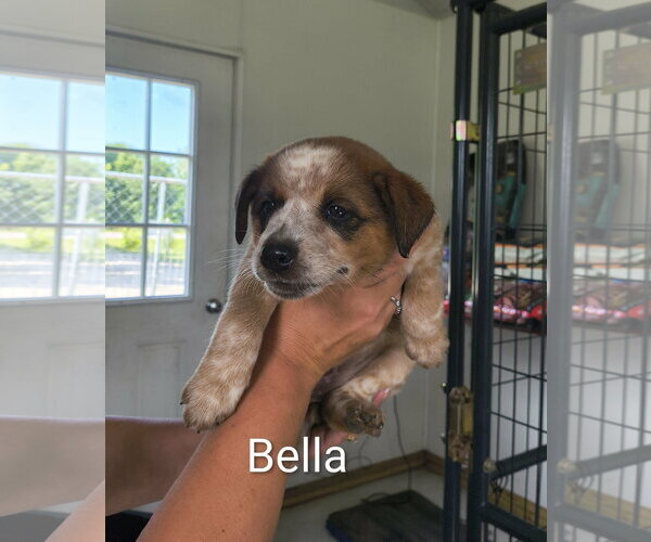 Medium Photo #1 Mutt Puppy For Sale in Stover, MO, USA