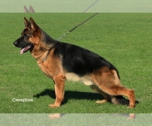 Father of the German Shepherd Dog puppies born on 02/02/2022