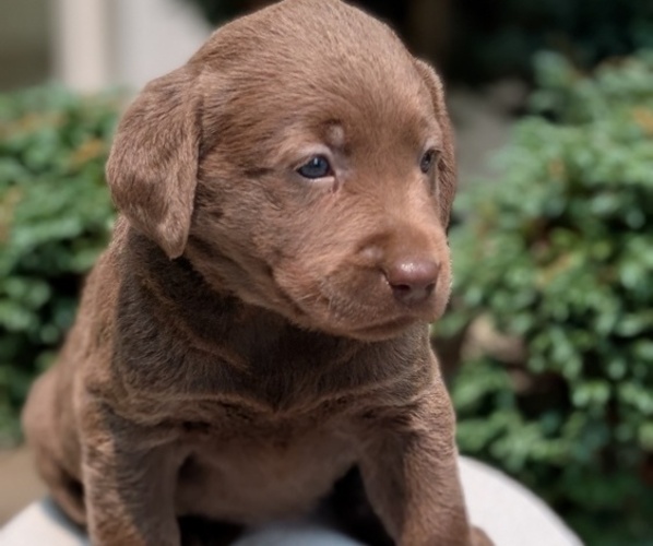 Medium Photo #5 Labrador Retriever Puppy For Sale in GOSHEN, IN, USA