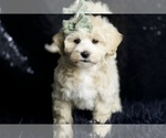 Puppy Skittles F1 Maltipoo