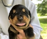 Small Photo #1 Rottweiler Puppy For Sale in SYLVANIA, AL, USA