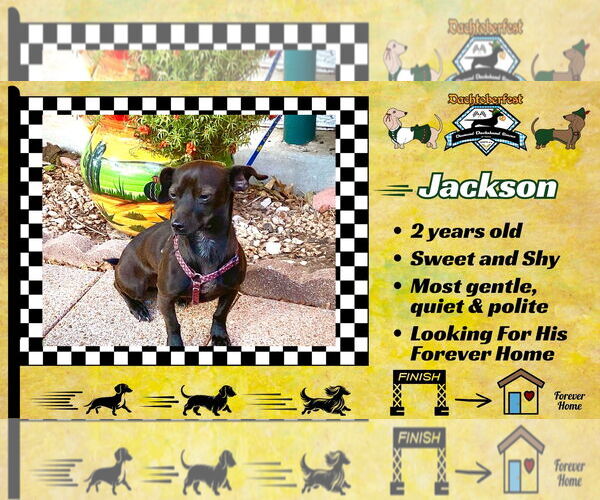 Medium Photo #8 Chiweenie Puppy For Sale in San Antonio, TX, USA