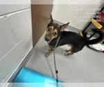 OLIVER - Male Australian Shepherd-Cardigan Welsh Corgi Mix Dog for Adoption - Small photo