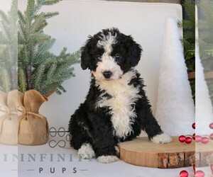 Bernedoodle (Miniature) Puppy for sale in NARVON, PA, USA