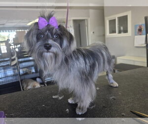 Mal-Shi Dogs for adoption in Santa Clarita, CA, USA