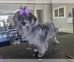 Ivy - Female Mal-Shi Dog for Adoption - Small photo