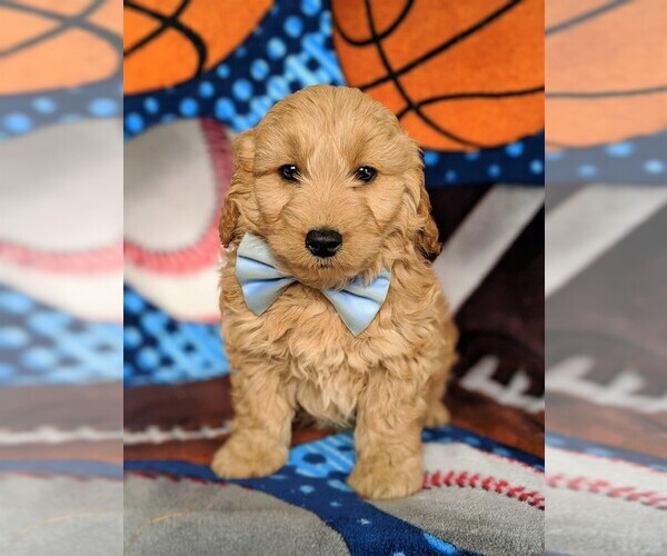 Medium Photo #2 Goldendoodle Puppy For Sale in QUARRYVILLE, PA, USA