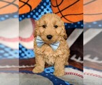 Small Photo #2 Goldendoodle Puppy For Sale in QUARRYVILLE, PA, USA