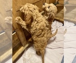 Small Photo #9 Goldendoodle Puppy For Sale in MAGNOLIA, TX, USA