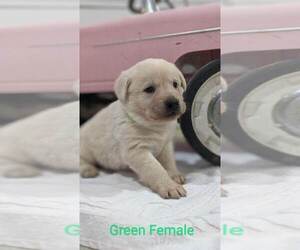 Labrador Retriever Puppy for sale in EASTON, KS, USA