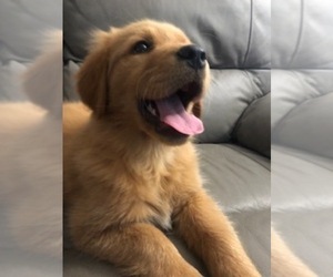 Golden Retriever Puppy for sale in SANTA ANA, CA, USA