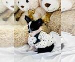 Small #15 Chihuahua