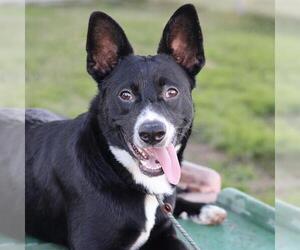 Border Collie-Unknown Mix Dogs for adoption in Modesto, CA, USA