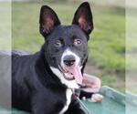 *BUNNY - Female Border Collie-Unknown Mix Dog for Adoption - Small photo