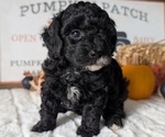 Small #15 Poodle (Miniature)
