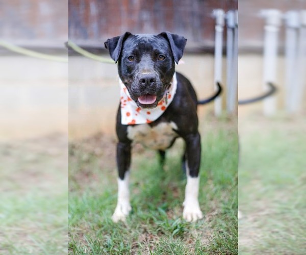 Medium Photo #2 Mutt Puppy For Sale in Greenville, SC, USA