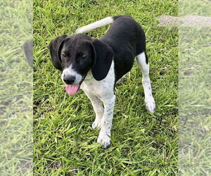 Mutt Dogs for adoption in Oak Bluffs, MA, USA