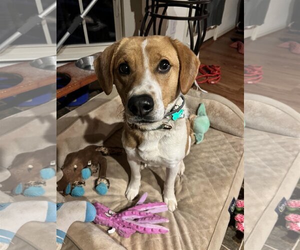 Medium Photo #1 Mutt Puppy For Sale in Roxboro, NC, USA