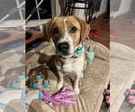 Small Mutt