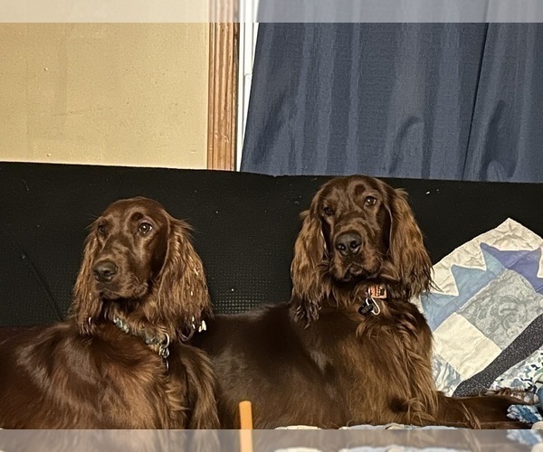 Medium Photo #7 Irish Setter Puppy For Sale in ONEONTA, NY, USA